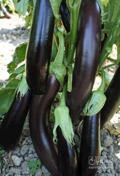 فروش بادمجان قلم هوای ازاد