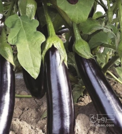 فروش بادمجان قلمی هوای ازاد