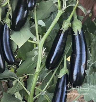 فروش بادمجان