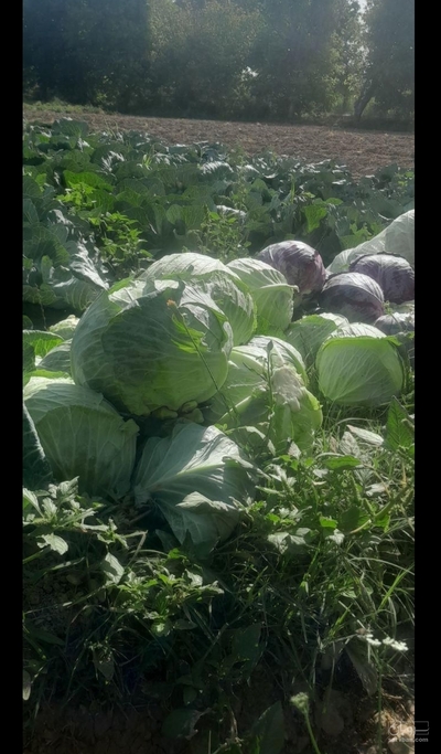 فروش کلم سفید