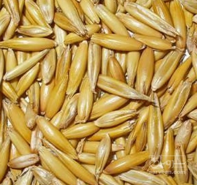 فروش جو بذری