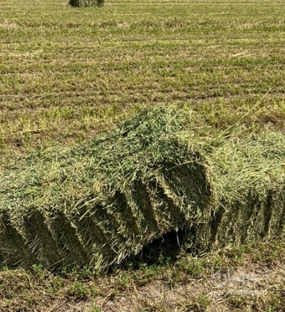 فروش یونجه پرس شده