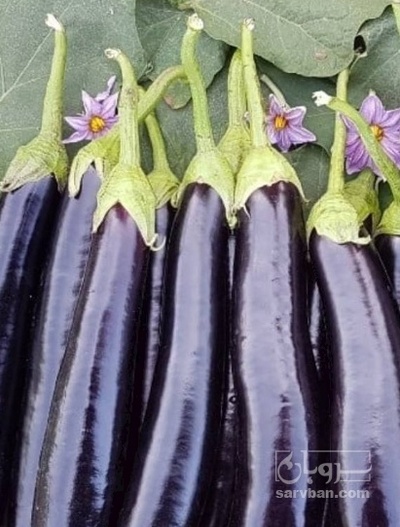 فروش بادمجان هوای ازاد