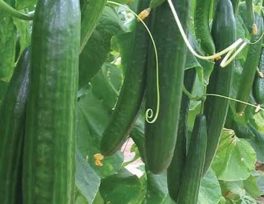 فروش خیار خطی