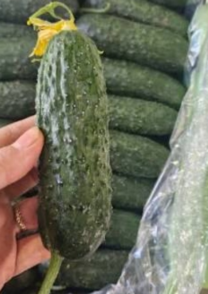 فروش خیار خاردار