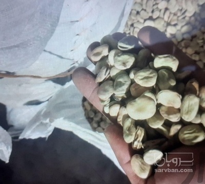 فروش باقلا تازه - باقالی - باقالا