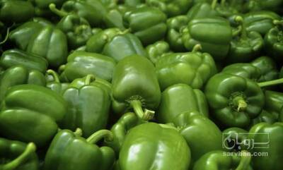 فروش فلفل دلمه ای