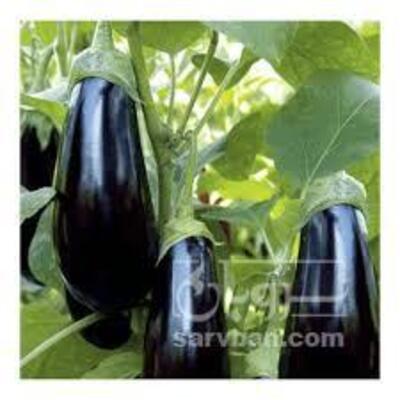 فروش بادمجان لامپی