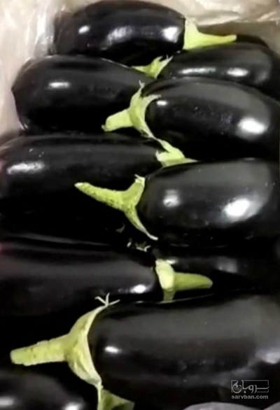 فروش بادمجان لامپی