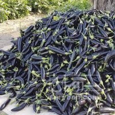 فروش بادمجان