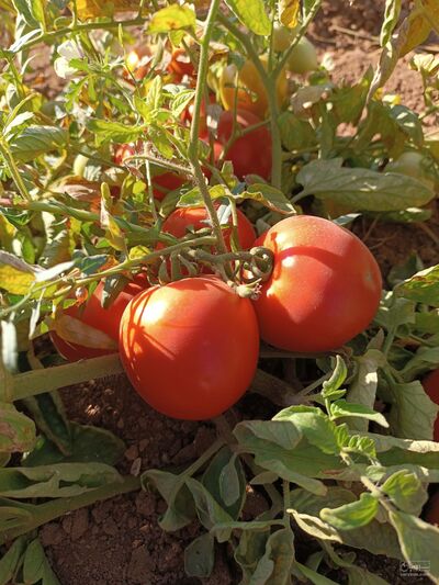 فروش گوجه فرنگی