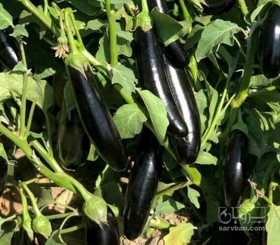 فروش بادمجان قلمی