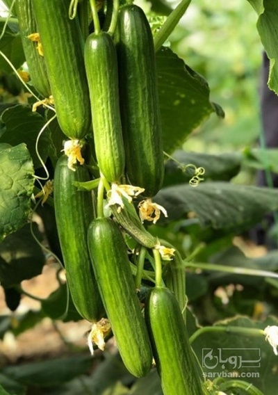 فروش خیار گلخانه ایی