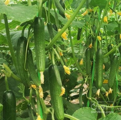 فروش خیار گلخانه ایی