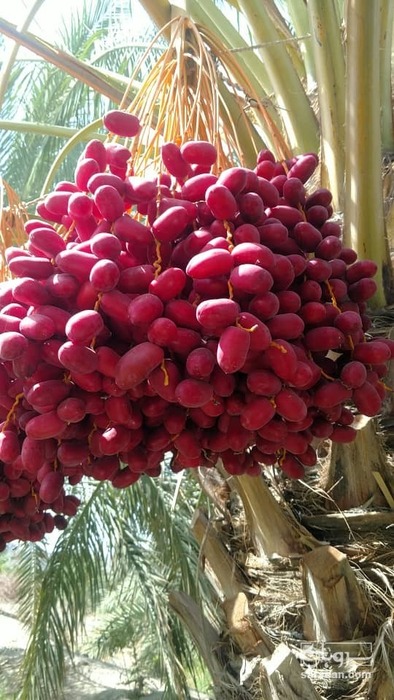 فروش خارک مضافتی