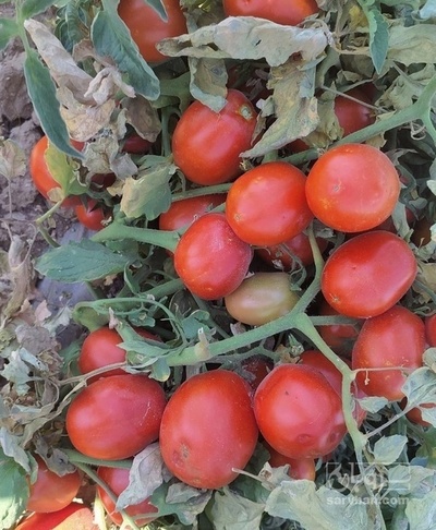 فروش گوجه فرنگی ربی عمده