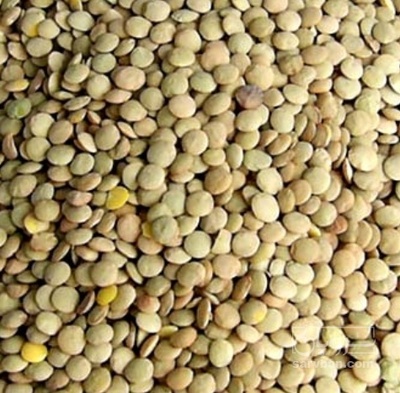 فروش عدس ایرانی