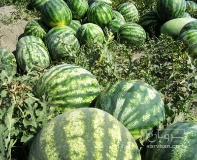 فروش هندوانه گرد