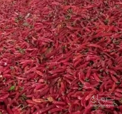فروش فلفل قرمز شاخ بزی