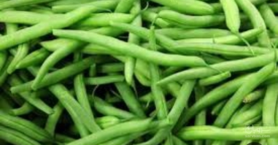 فروش لوبیا  سبز