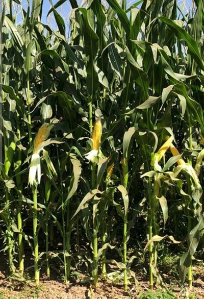 فروش ذرت علوفه ای