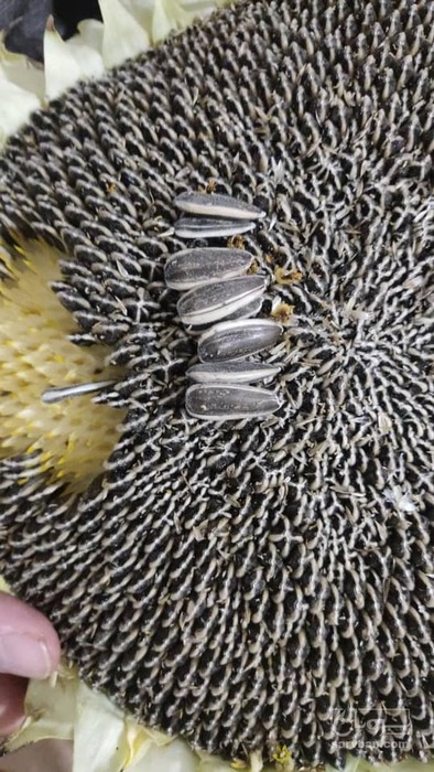 فروش تخمه آفتابگردان بود داده