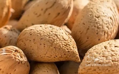 فروش بادام درختی