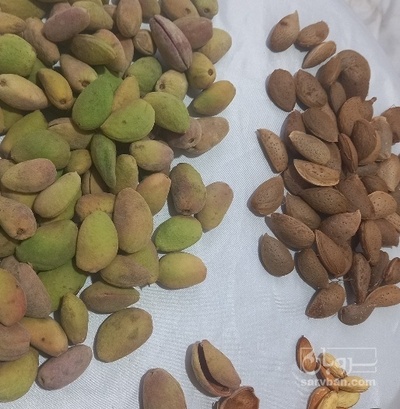فروش بادام درختی با پوست سبز