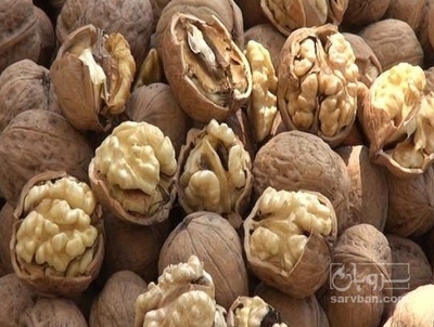 فروش گردو امسالی