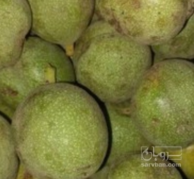 فروش گردو با پوست سبز