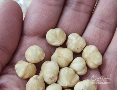 فروش مغز  فندق