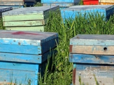 فروش عسل گیاهی