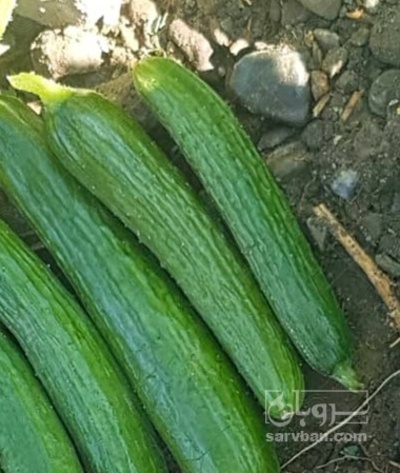 فروش خیار سبز
