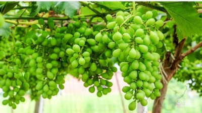 فروش غوره