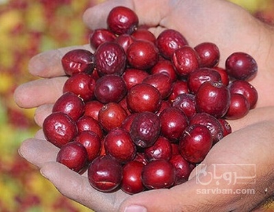 فروش عناب خشک