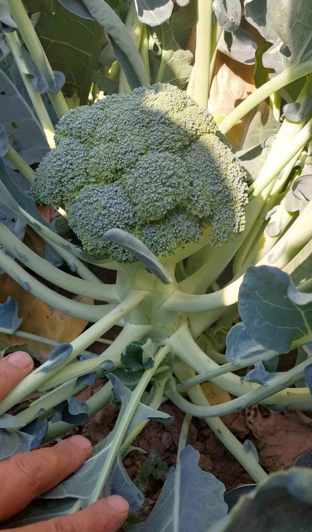 فروش کلم بروکلی