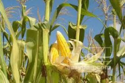 فروش ذرت دامی