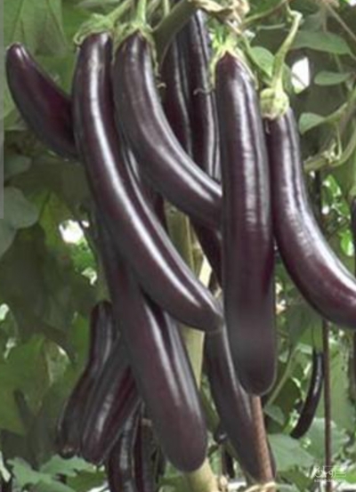 فروش بادمجان