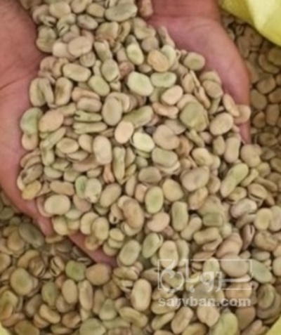 فروش باقالی خشک