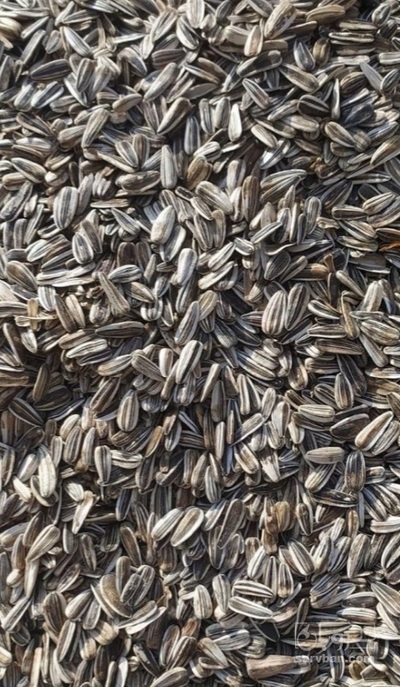 فروش تخمه آفتابگردان بود داده