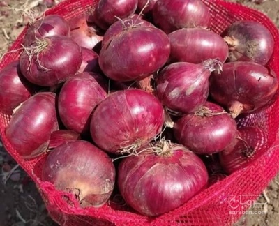 فروش پیاز قرمز
