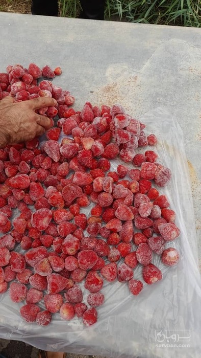 فروش توت فرنگی منجمد صادراتی