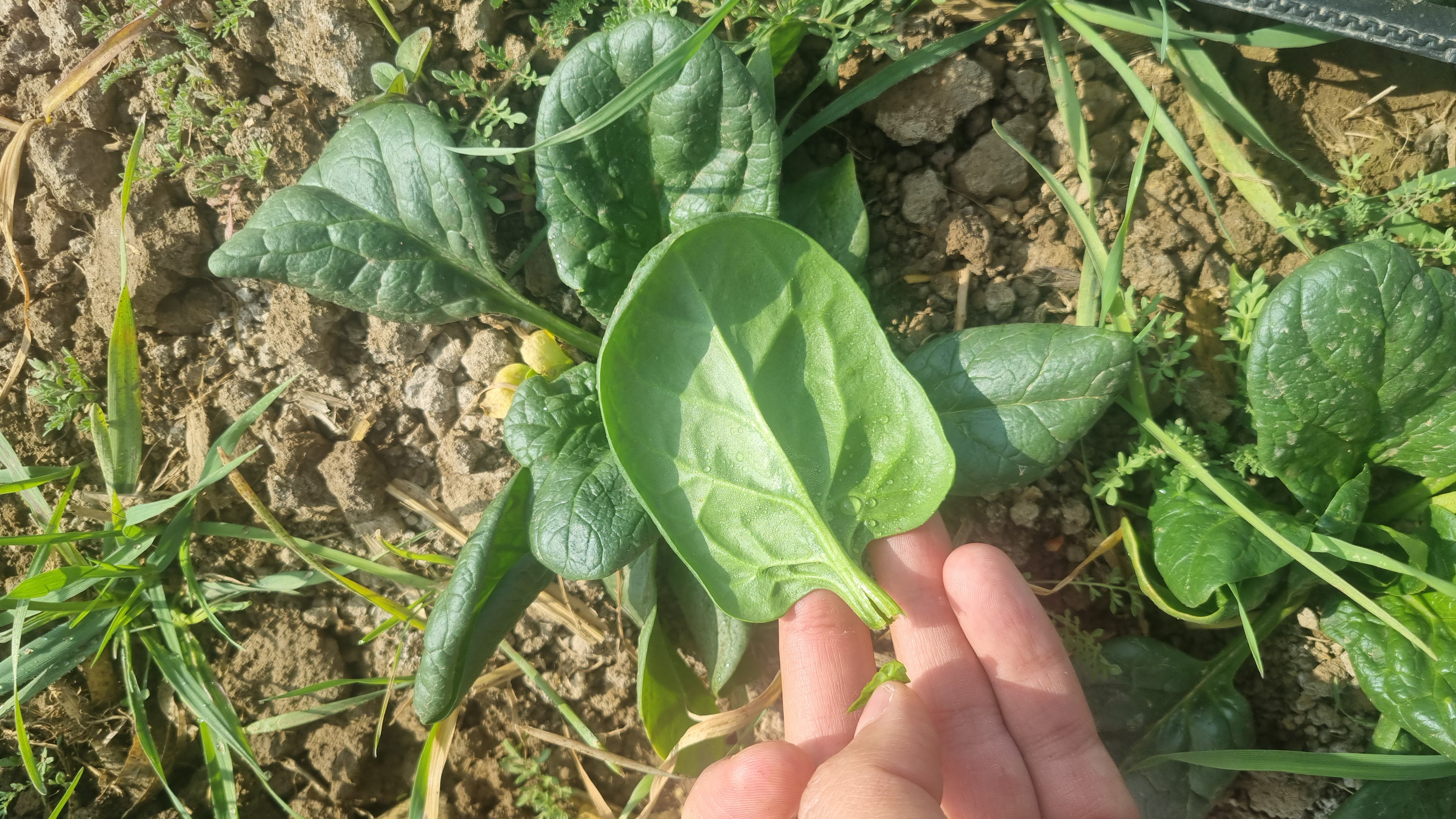 فروش  بیبی اسفناج