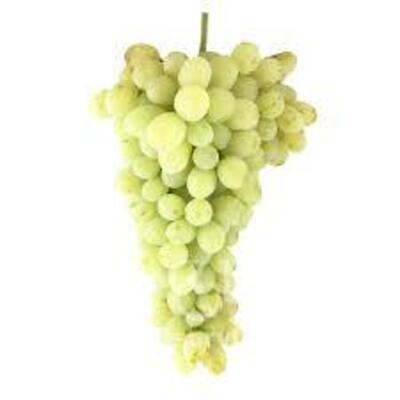 فروش انگور