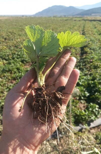 فروش نهال توت فرنگی