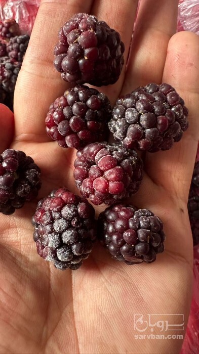 فروش بلک بری