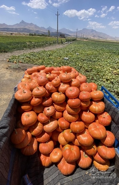 فروش کدو تنبل