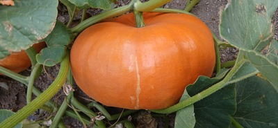 فروش کدو حلوایی