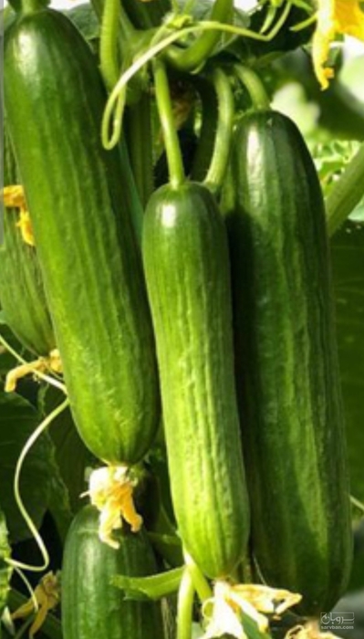 فروش خیار گلخانه ای