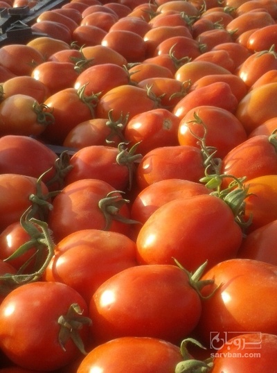 فروش گوجه فرنگی